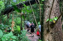Rainforest River Nature Walk Adventure and Luquillo Beach