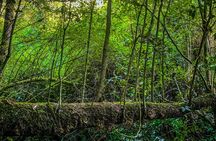 Full Day Bromeliad Forest Tour from Oaxaca