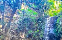 Full Day Bromeliad Forest Tour from Oaxaca