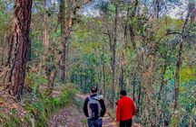 Full Day Bromeliad Forest Tour from Oaxaca