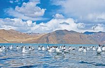Leh to Pangong Lake with Overnight in Camp/ Guest-house