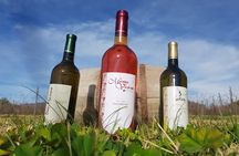 Wine, Singani & Cheese Tasting Tour - Half Day - Private Service