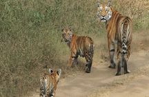 Safari in Pench National Park