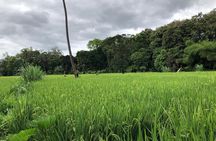 Book Day Hike at Rau Forest Reserve, Near Moshi Town in Tanzania
