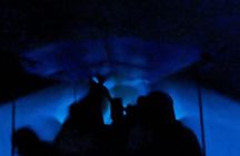 Bioluminescent Night Tour
