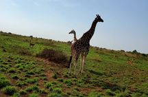 3 Days 2 Nights, Murchison Falls And Wildlife Safari 