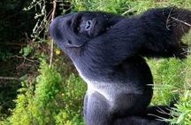 7Day Gorilla safari