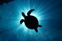 South Maui Discover Scuba Dive