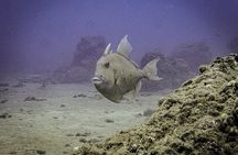 South Maui Discover Scuba Dive