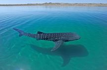 Sea of Cortez Combo: Whale Sharks, Sea Lions & Balandra Beach