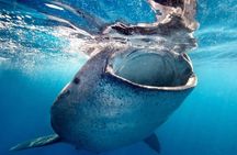 Sea of Cortez Combo: Whale Sharks, Sea Lions & Balandra Beach