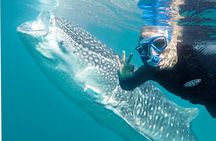 Sea of Cortez Combo: Whale Sharks, Sea Lions & Balandra Beach