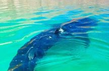 Espiritu Santo Island Day Tour
