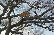 5 Days Tanzania Private Safari Tour
