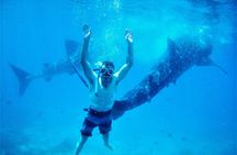The Philippines: Bohol, Cebu & Dumaguete Area in 6 Days, 1st Class Custom Tours