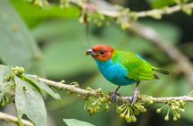 Birdwatching Tour, Via Gualaceo to the Eastern slope from Cuenca