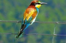 Karnala Bird Sanctuary Excursion From Mumbai