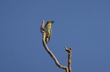 Karnala Bird Sanctuary Excursion From Mumbai