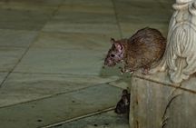 Karni Mata Temple (A Unique Rat Temple) Near Bikaner