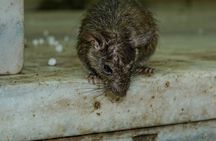 Karni Mata Temple (A Unique Rat Temple) Near Bikaner