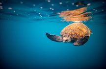 North Shore Oahu Snorkeling Tour