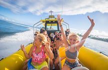 1.5 -Hour Guided Whale and Marine Life Tour