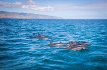 North Shore Oahu Snorkeling Tour