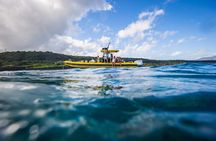 1.5 -Hour Guided Whale and Marine Life Tour