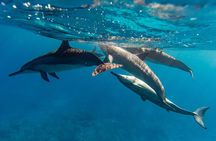 North Shore Oahu Snorkeling Tour
