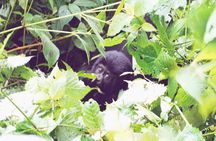 4 Days Gorilla and Chimps trek safari