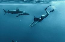 Pelagic Shark Dive Tour
