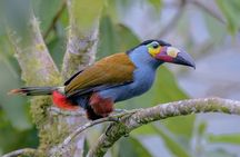 Private Cajas National Park Tour through Cloud Forest and Moorlands 