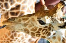 Early Nairobi Park Giraffe Centre and Optional Elephant Orphanage