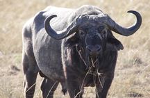 2-Day Amboseli Luxury Safari