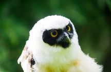 Private Family Bird of Prey Experience in Carlisle