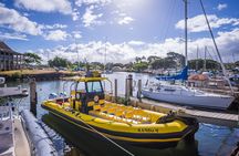 1.5 -Hour Guided Whale and Marine Life Tour