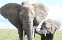3-Day Sweetwaters: Ol Pejeta Conservancy Safari from Nairobi