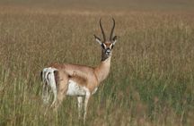 3-Day Sweetwaters: Ol Pejeta Conservancy Safari from Nairobi