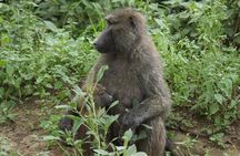 3-Day Tsavo East and Tsavo West Safari