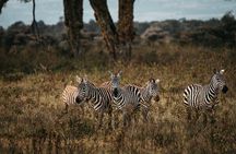 4-Day Maasai Mara and Lake Nakuru Safari from Nairobi