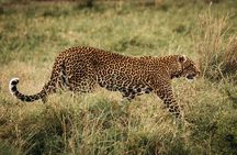 4-Day Maasai Mara and Lake Nakuru Safari from Nairobi