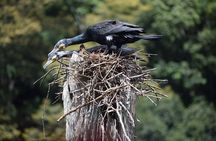 Explore The Rustic Life Of Thekkady With Lunch