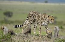 3-Days Masai Mara 4 x 4 Safari from Nairobi