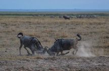 3-Day Amboseli National Reserve Safari from Nairobi