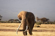 3-Day Amboseli National Reserve Safari from Nairobi