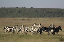 4-Day Masai Mara Luxury Kenya Safari Private Tour