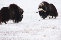 Arctic Day: Yukon Wildlife Half Day Viewing Tour