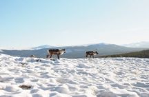 Arctic Day: Yukon Wildlife Half Day Viewing Tour