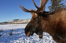 Arctic Day: Yukon Wildlife Half Day Viewing Tour
