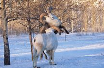 Arctic Day: Yukon Wildlife Half Day Viewing Tour